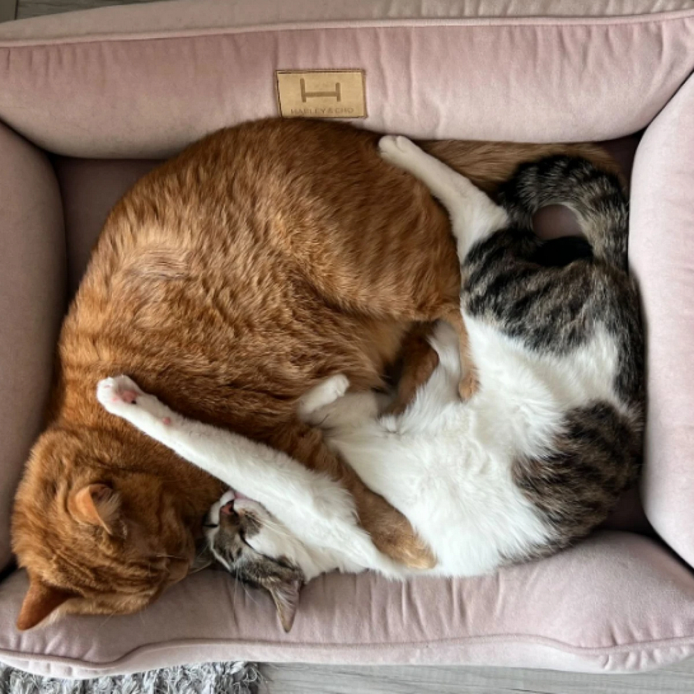 Harley & Cho Dreamer Velour Pudra велюровий лежак для собак та котів, пудровий - S