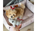 Harley & Cho Dreamer Velour Pudra велюровий лежак для собак та котів, пудровий - S
