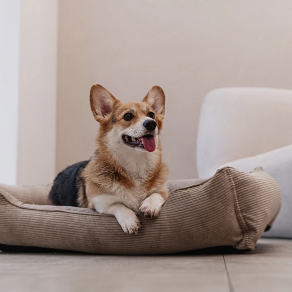 Harley & Cho Dreamer Velvet Cacao вельветовий лежак для собак та котів, бежевий - S