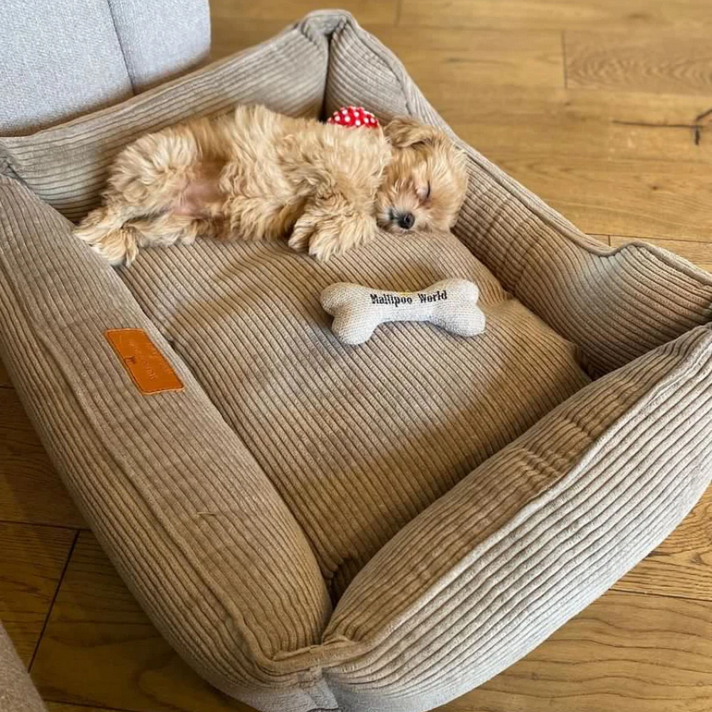 Harley & Cho Dreamer Velvet Cacao вельветовий лежак для собак та котів, бежевий - S
