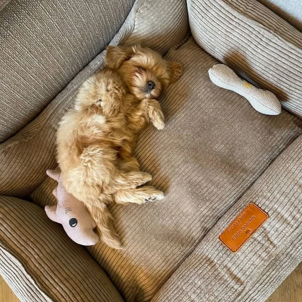 Harley & Cho Dreamer Velvet Cacao вельветовий лежак для собак та котів, бежевий - S