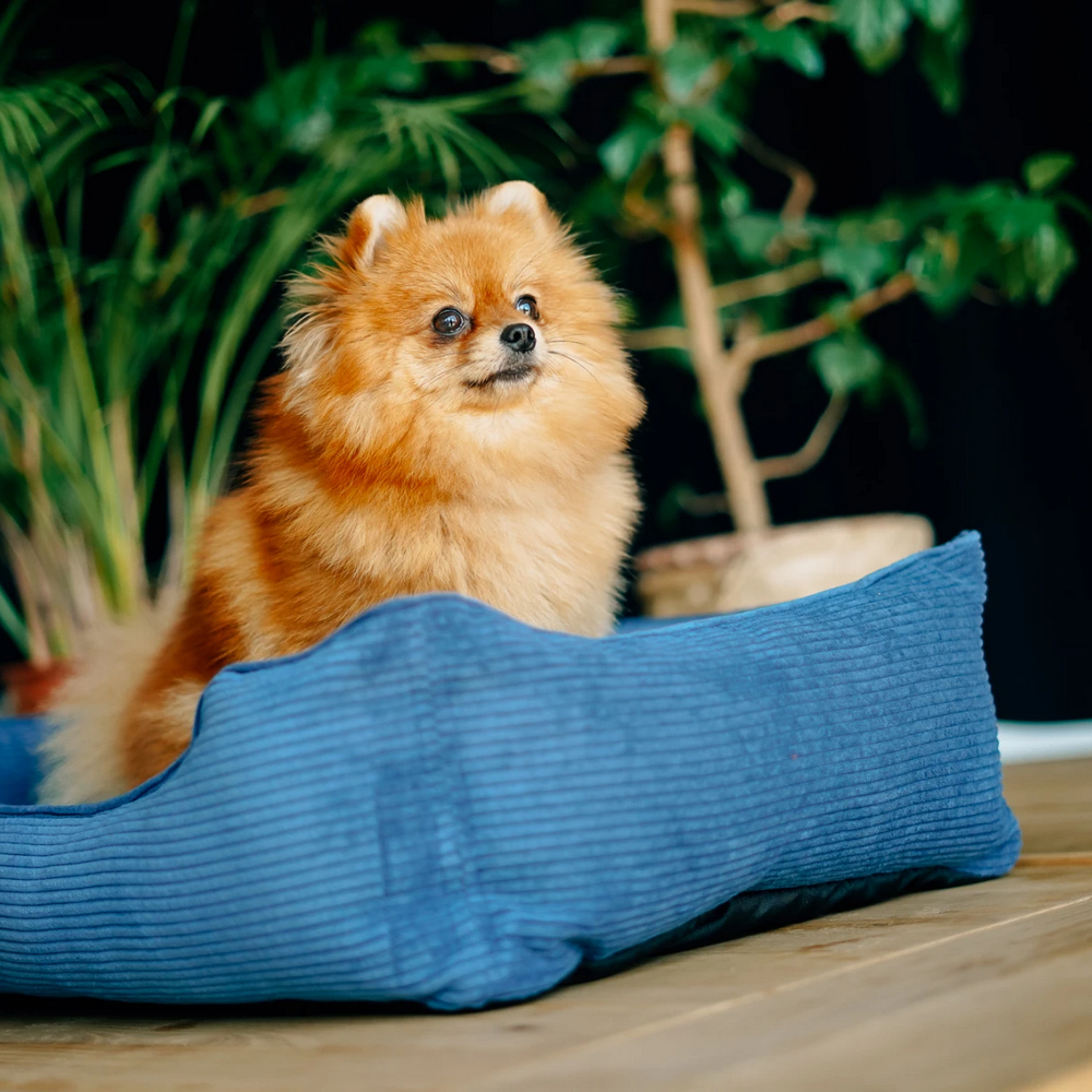 Harley & Cho Dreamer Velvet Denim вельветовий лежак для собак та котів, синій - S
