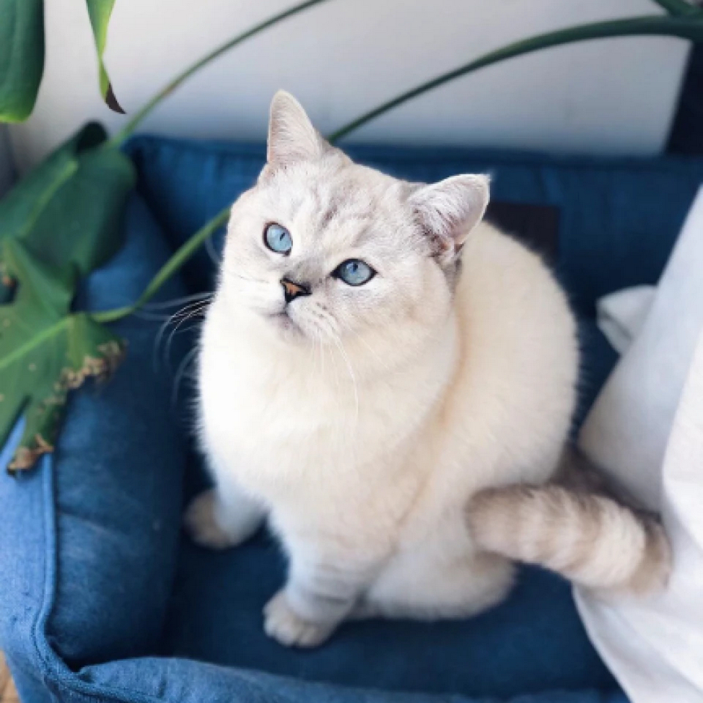 Harley & Cho Dreamer Velvet Denim вельветовий лежак для собак та котів, синій - S