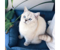 Harley & Cho Dreamer Velvet Denim вельветовий лежак для собак та котів, синій - S