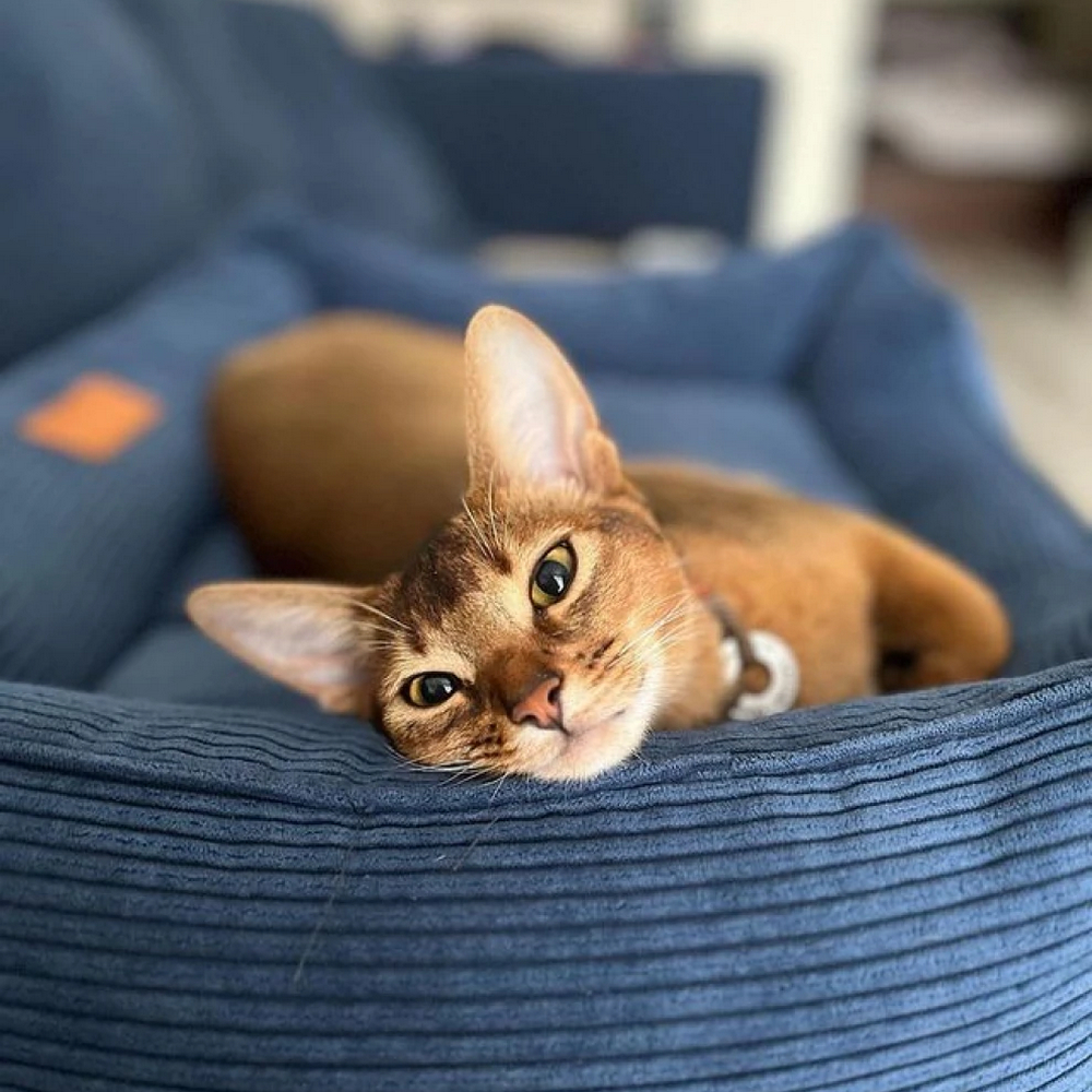 Harley & Cho Dreamer Velvet Denim вельветовий лежак для собак та котів, синій - S
