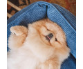Harley & Cho Dreamer Velvet Denim вельветовий лежак для собак та котів, синій - S
