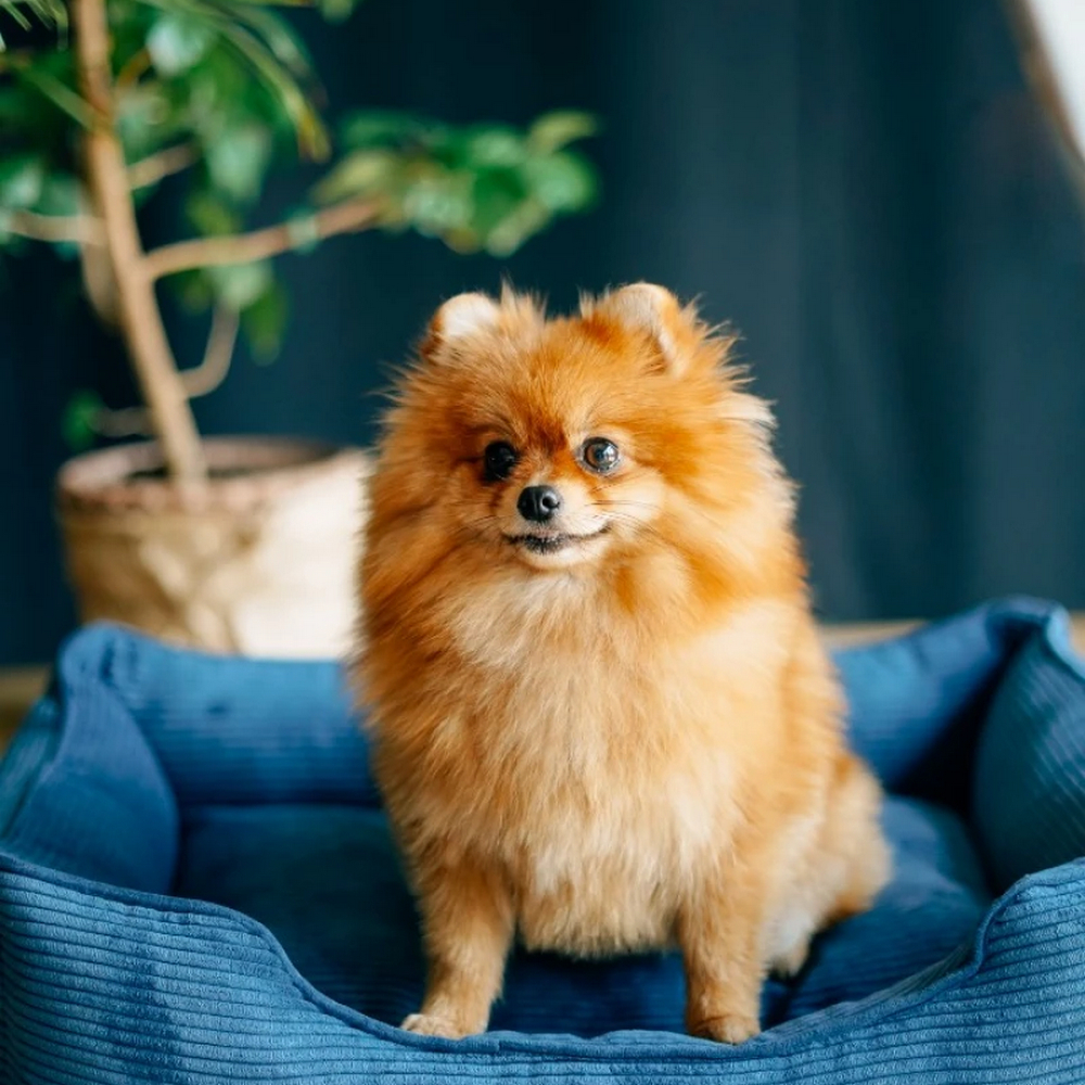 Harley & Cho Dreamer Velvet Denim вельветовий лежак для собак та котів, синій - S