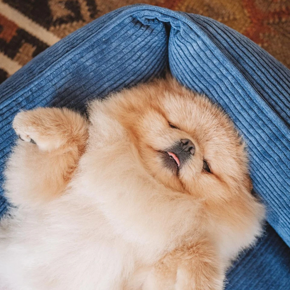 Harley & Cho Dreamer Velvet Denim вельветовий лежак для собак та котів, синій - М