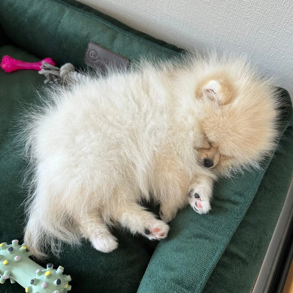 Harley & Cho Dreamer Velour Green велюровий лежак для собак та котів, зелений - S