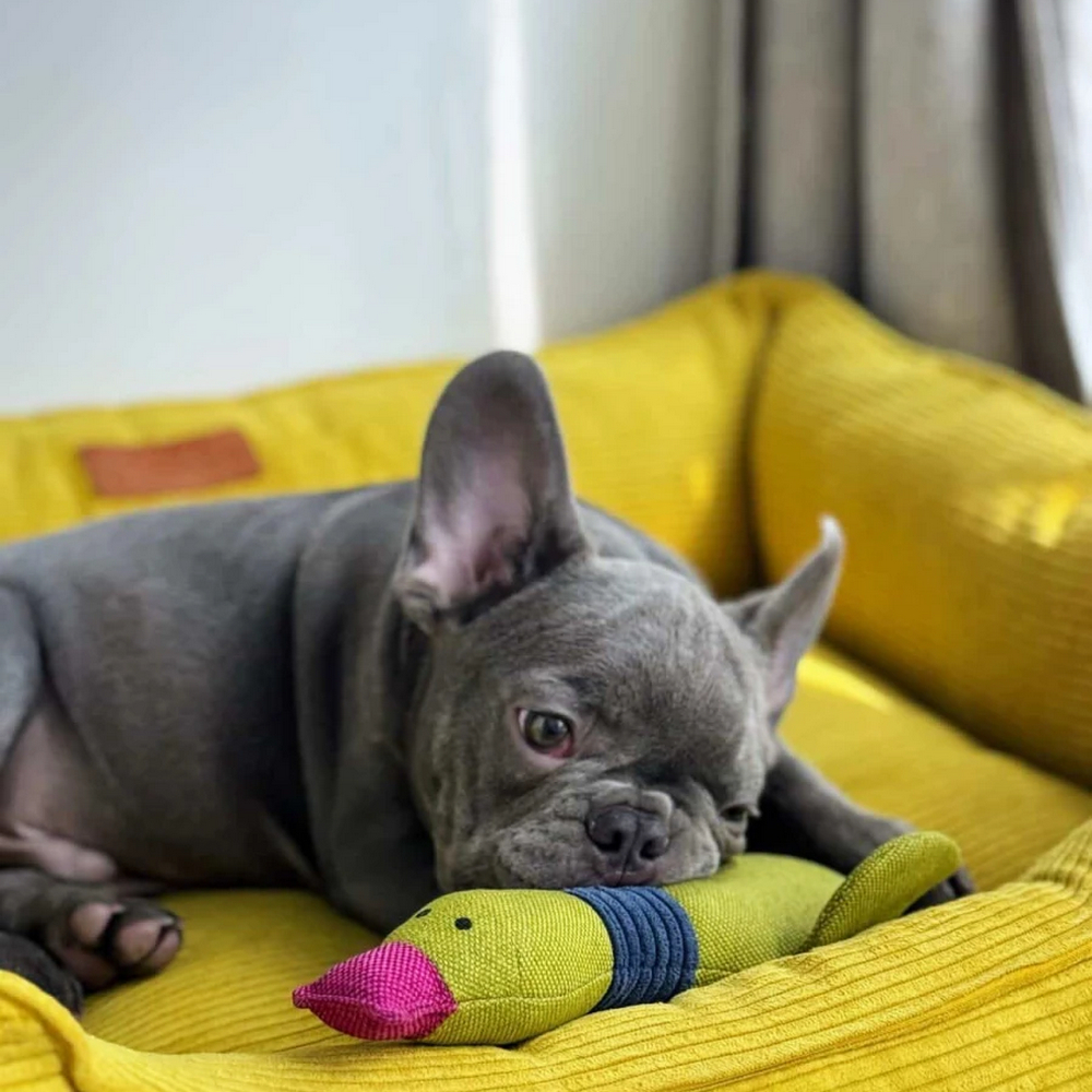 Harley & Cho Dreamer Velvet Yellow вельветовий лежак для собак та котів, жовтий - S