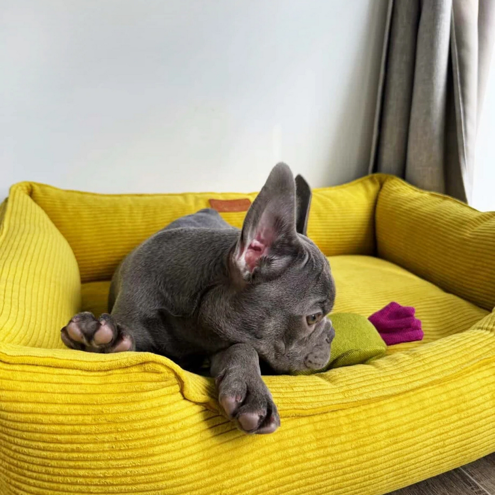 Harley & Cho Dreamer Velvet Yellow вельветовий лежак для собак та котів, жовтий - S