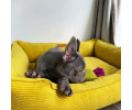Harley & Cho Dreamer Velvet Yellow вельветовий лежак для собак та котів, жовтий - S