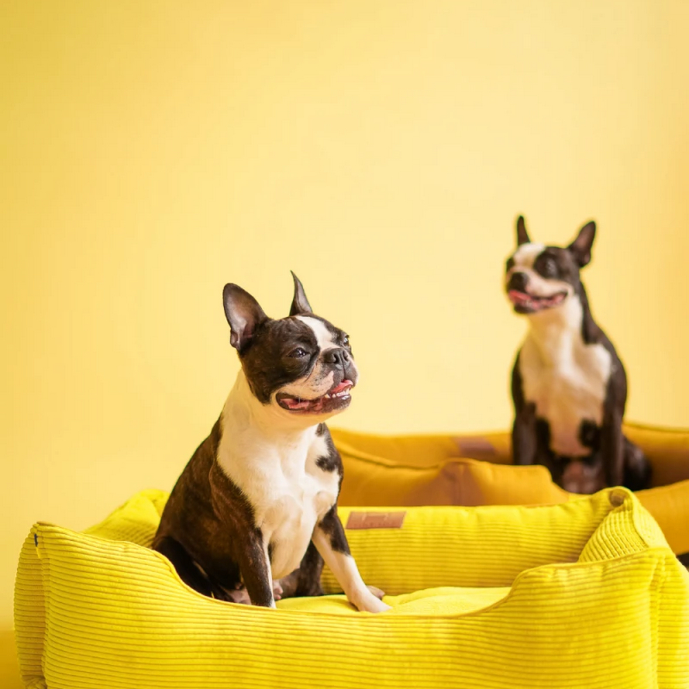 Harley & Cho Dreamer Velvet Yellow вельветовий лежак для собак та котів, жовтий - S