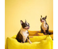 Harley & Cho Dreamer Velvet Yellow вельветовий лежак для собак та котів, жовтий - М