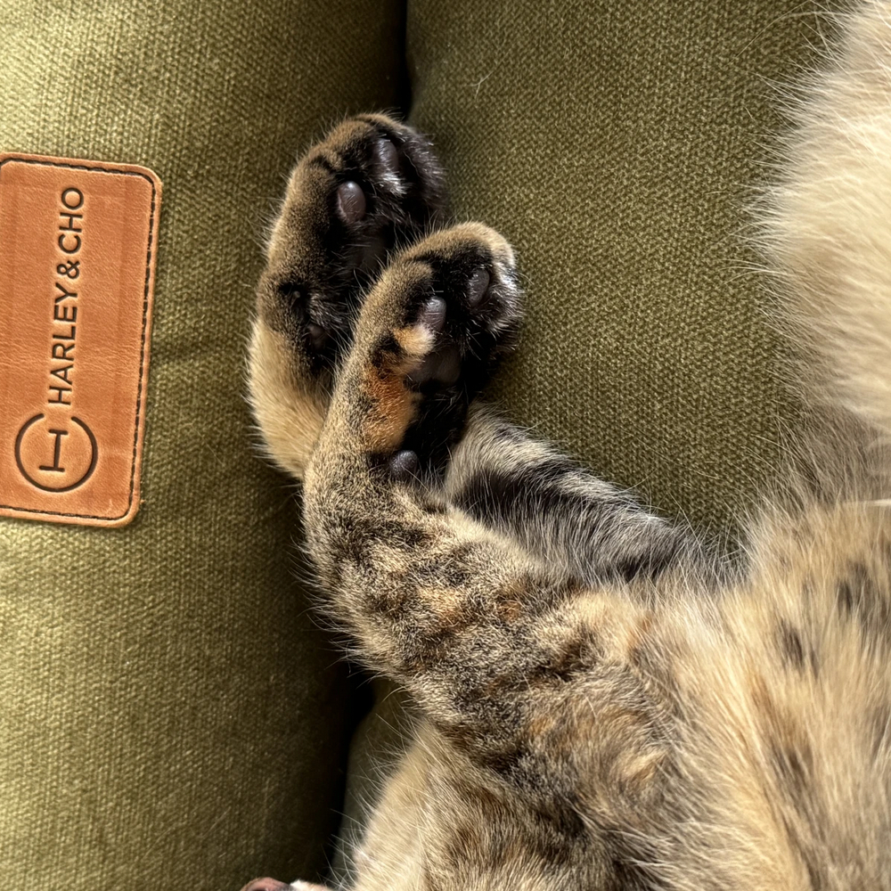 Harley & Cho Dreamer Velour Olive велюровий лежак для собак та котів, оливковий - S