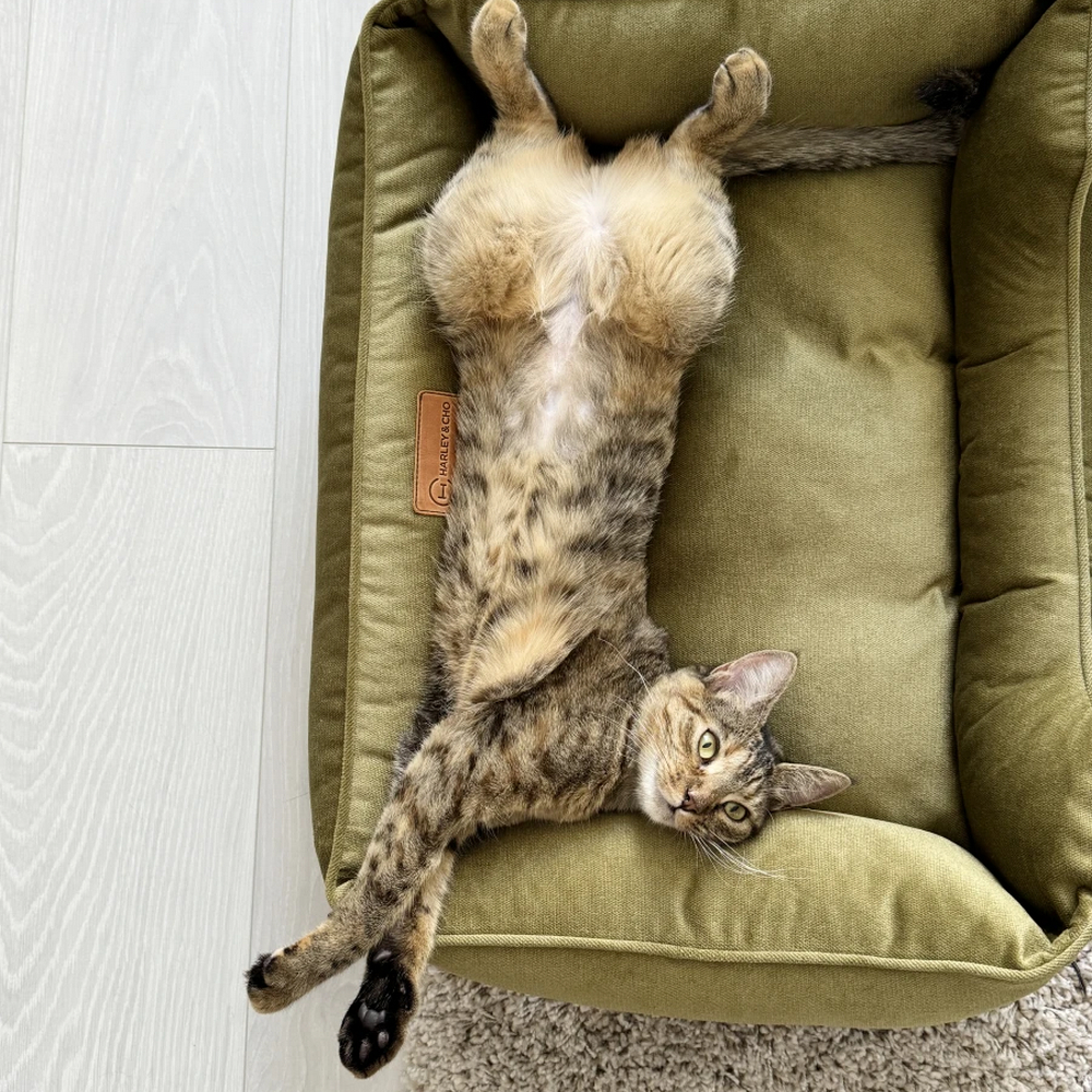 Harley & Cho Dreamer Velour Olive велюровий лежак для собак та котів, оливковий - S