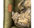 Harley & Cho Dreamer Velour Olive велюровий лежак для собак та котів, оливковий - S