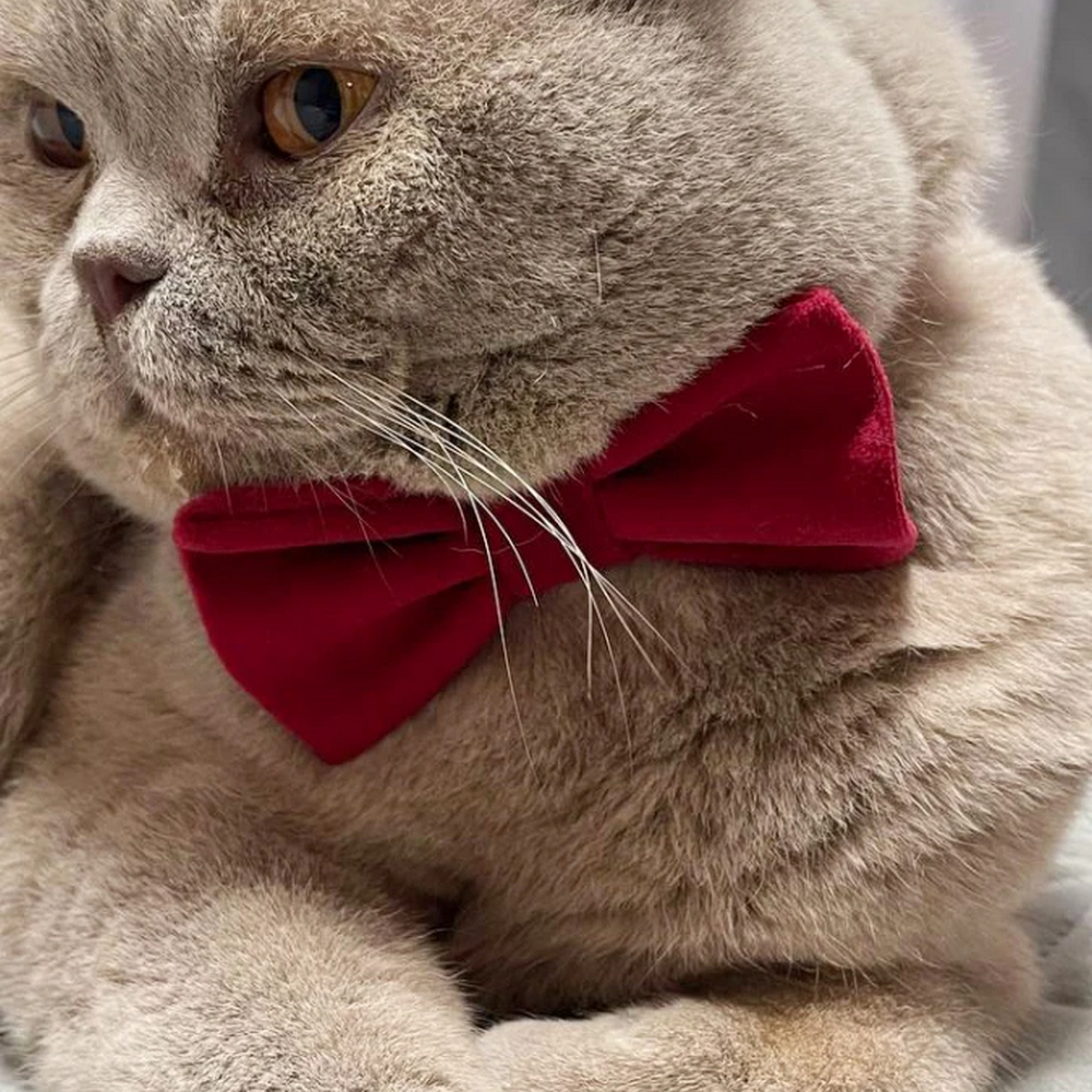 Harley & Cho Burgundy нашийник-метелик для собак і котів, бордовий - S