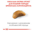 Royal Canin British Shorthair Kitten корм для кошенят породи британська короткошерста - 2 кг