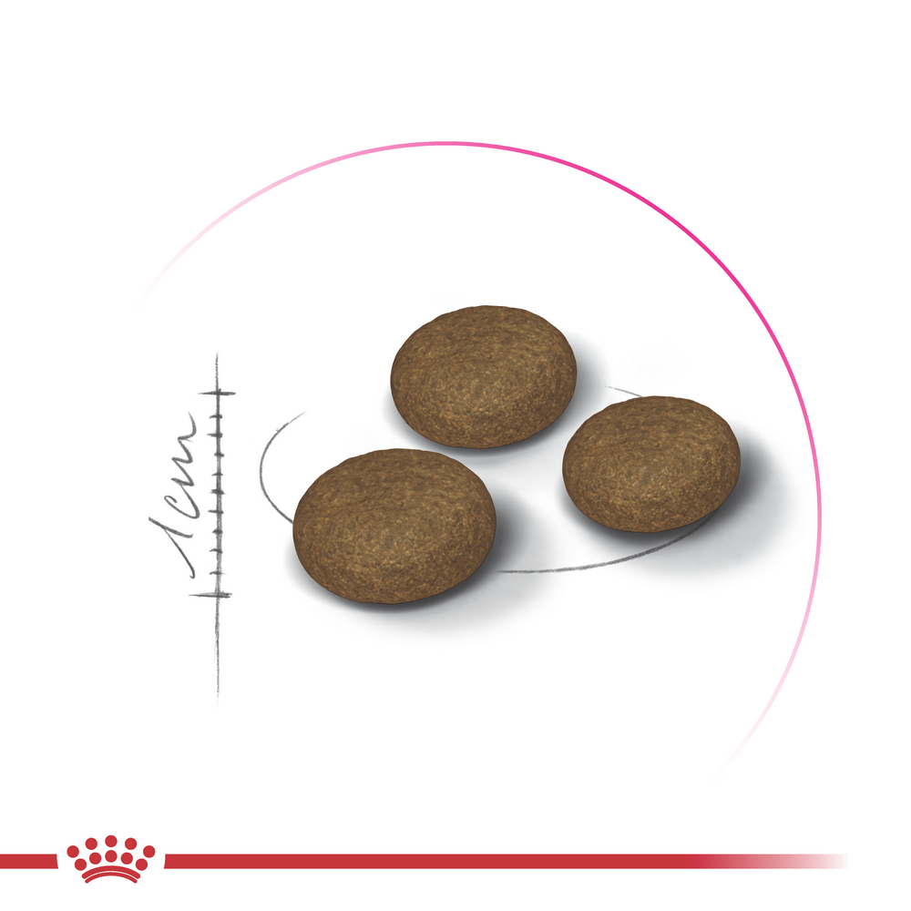 Royal Canin Fussy сухий корм для котів з вибагливим апетитом - 4 кг