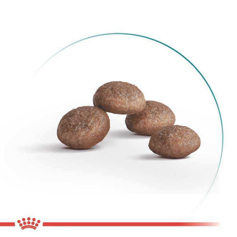 Royal Canin Ageing 11 сухий корм для літніх котів - 400 г