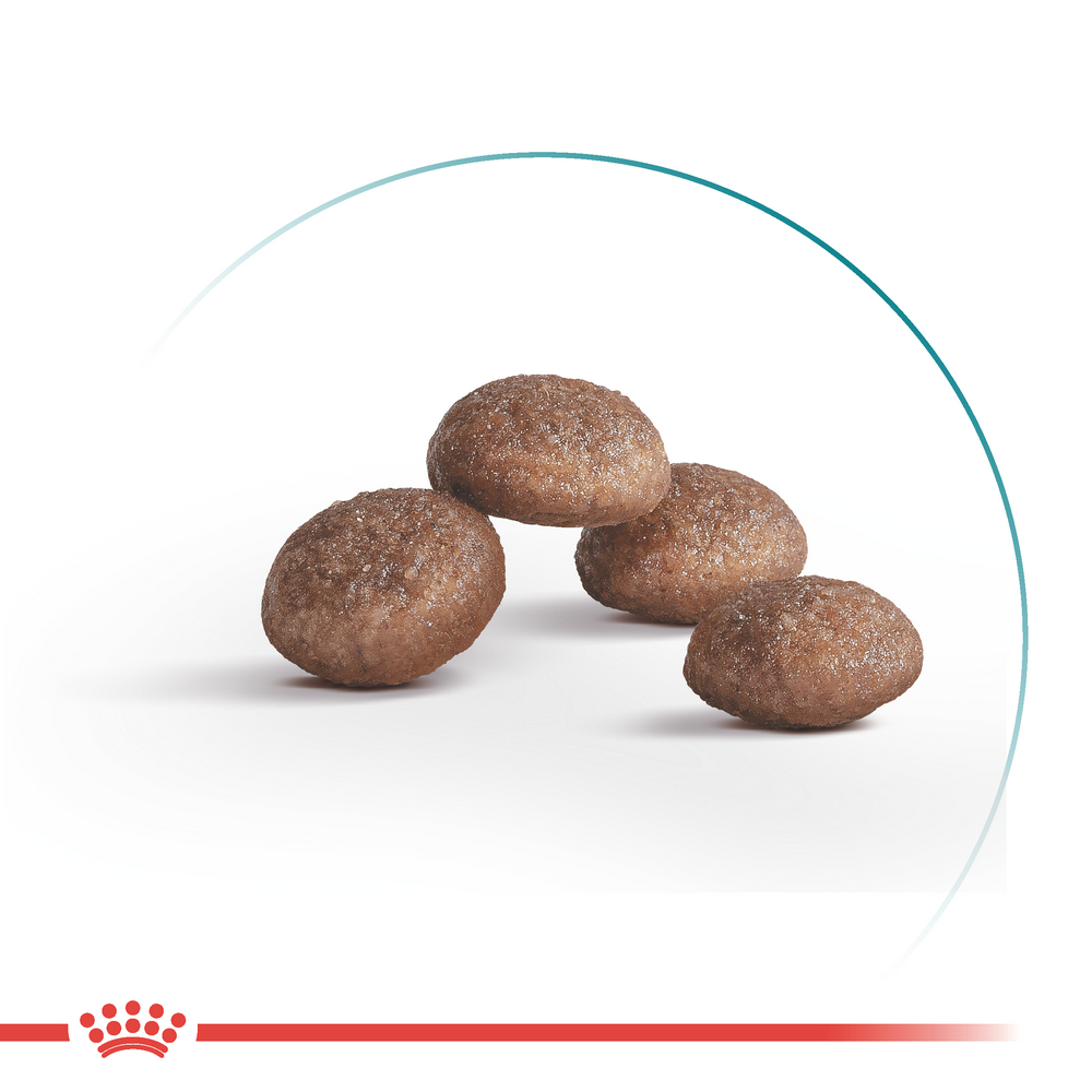 Royal Canin Ageing 11+ Sterilised сухий корм для стерилізованих літніх котів - 400 г