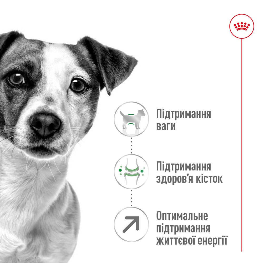 Royal Canin Mini Adult 8+ корм для літніх собак малих порід від 8 років - 800 г