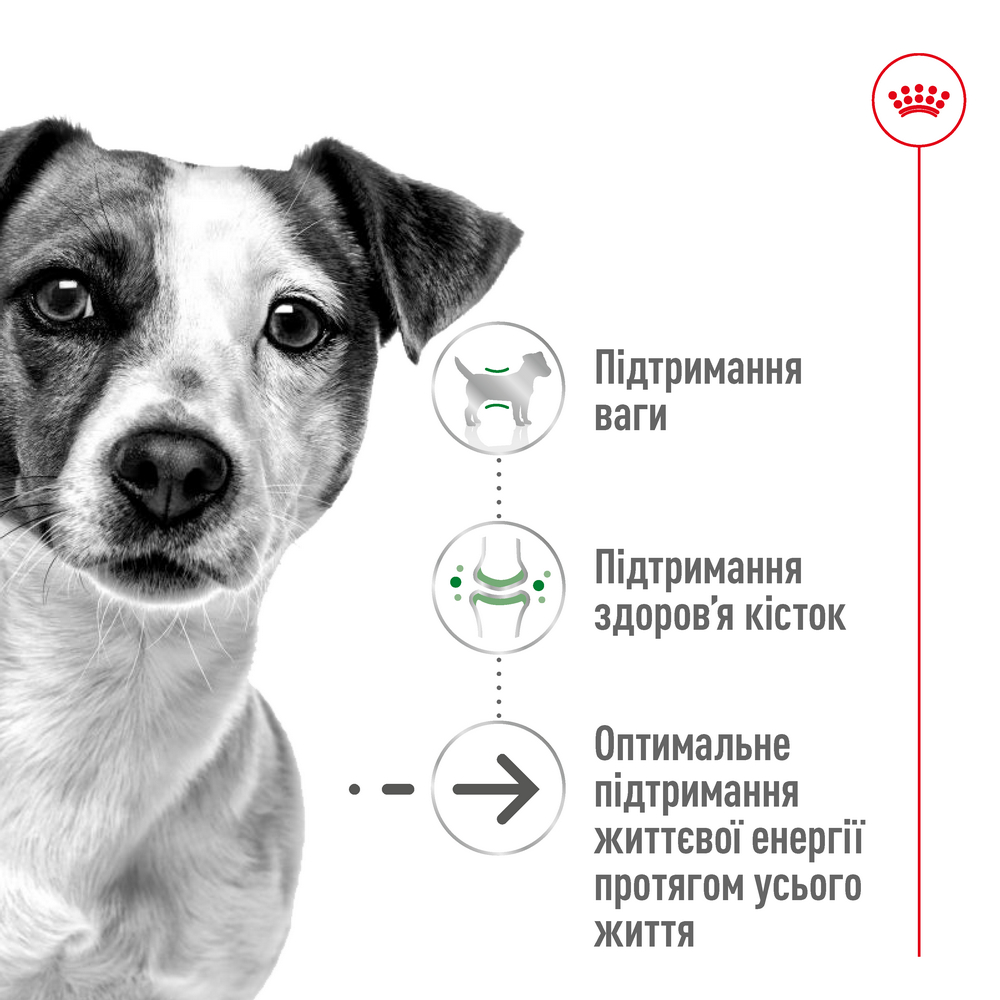 Royal Canin Mini Ageing 12+ корм для літніх собак малих порід від 12 років - 800 г