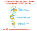 Royal Canin Jack Russell Terrier Puppy корм для цуценят породи джек-рассел-тер'єр - 1.5 кг