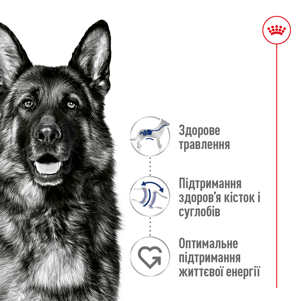 Royal Canin Maxi Ageing 8+ корм для літніх собак великих порід - 15 кг