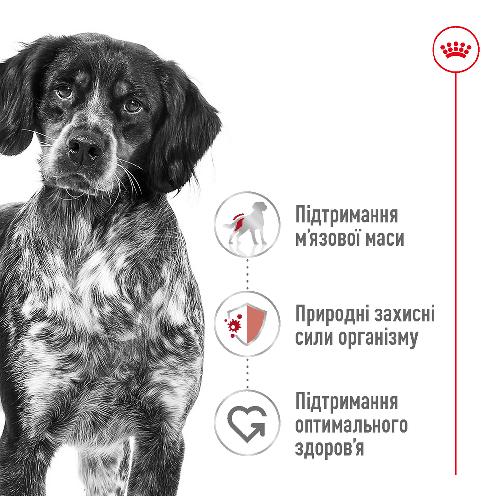 Royal Canin Medium Adult корм для собак середніх порід - 4 кг