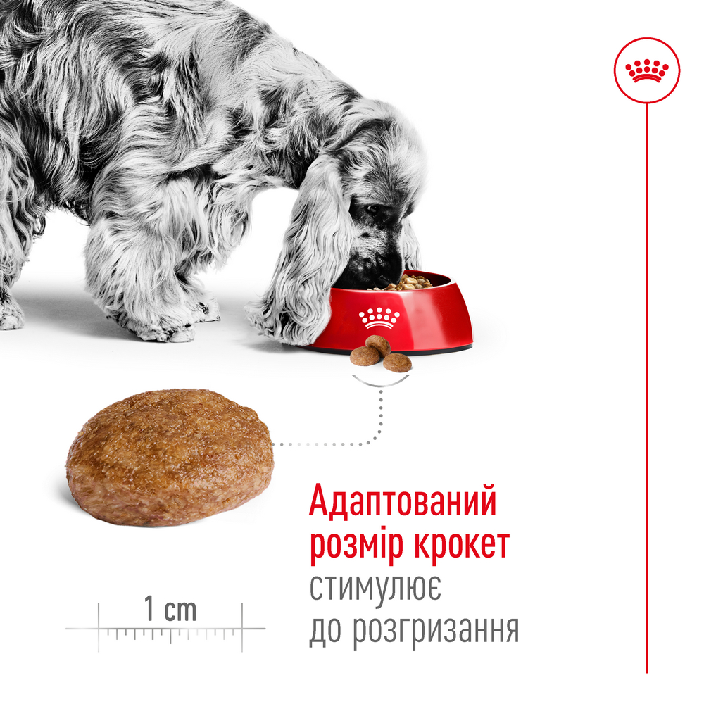 Royal Canin Medium Adult 7+ корм для літніх собак середніх порід - 4 кг