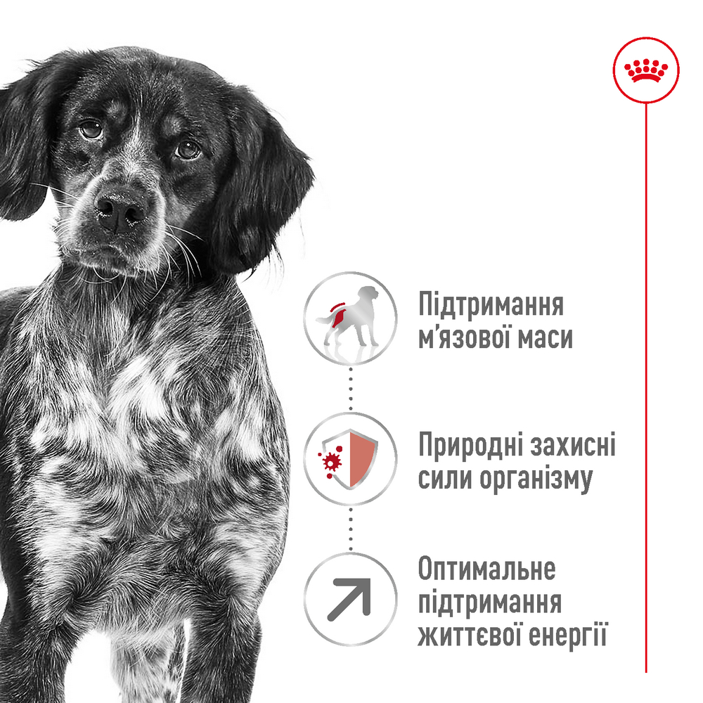 Royal Canin Medium Adult 7+ корм для літніх собак середніх порід - 15 кг