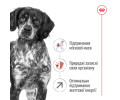 Royal Canin Medium Adult 7+ корм для літніх собак середніх порід - 15 кг