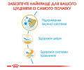 Royal Canin Pug Puppy корм для цуценят породи мопс - 1.5 кг