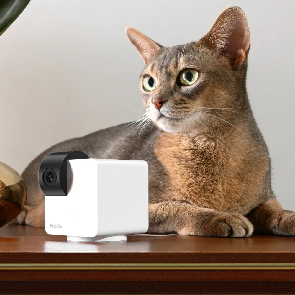 Petcube Cam 360 компактна HD-камера з двостороннім аудіозв'язком