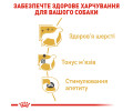 Royal Canin Poodle Adult корм для собак породи пудель - 85 г