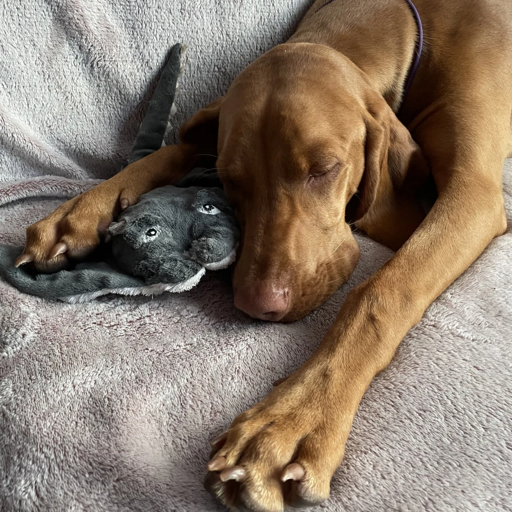 Harley & Cho м'яка іграшка для собак і котів Скат Тесла