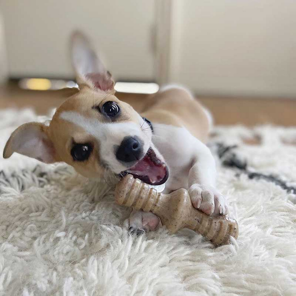 Benebone Puppy 2-Pack Maplestick & Zaggler Bacon набір жувальних іграшок для цуценят - 2 шт