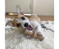 Benebone Puppy 2-Pack Maplestick & Zaggler Bacon набір жувальних іграшок для цуценят - 2 шт