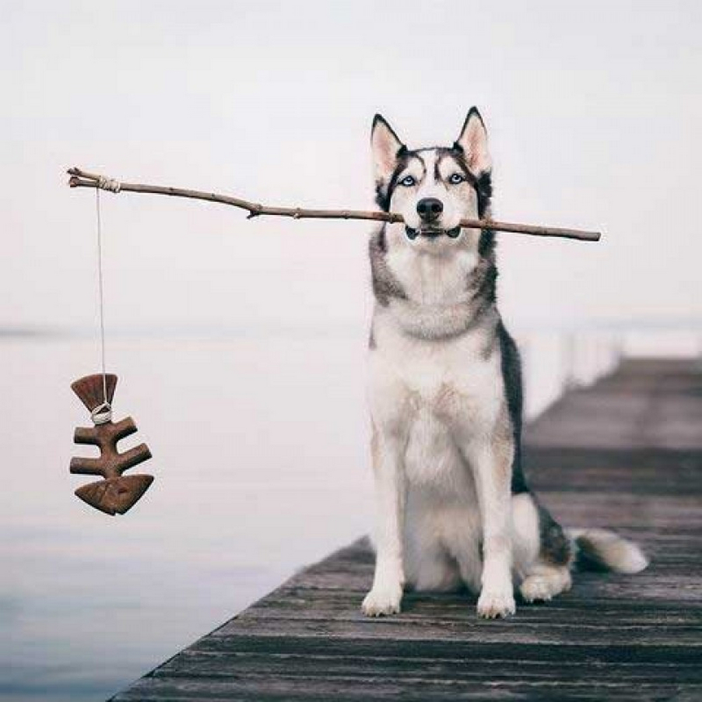 Benebone Fishbone Salmon жувальна іграшка  для собак, зі смаком лосося - XL