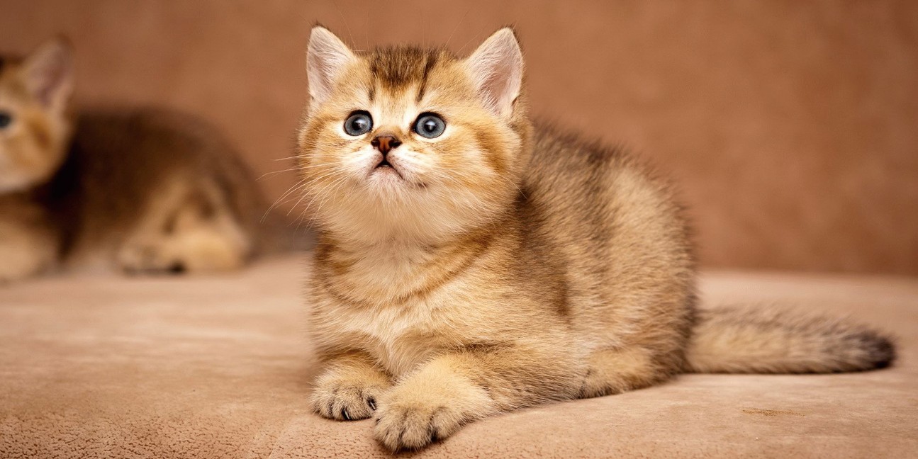 Британский котенок