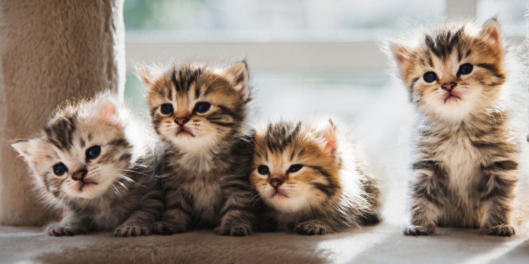 Персидский котенок